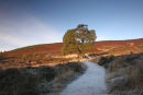 07-4659 Scots Pine Pinus sylvestris and Frozen Track Meall a' Bhuachaille Cairngoms Scotland